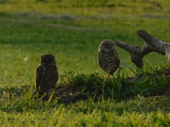 Athene cunicularia floridana