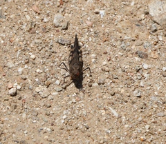 Trimerotropis fontana