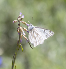 Pontia sisymbrii