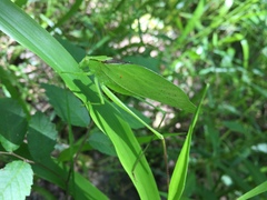 Amblycorypha oblongifolia