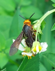 Scolia clypeata pseudovollenhoveni