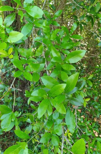 Macrodiplosis image