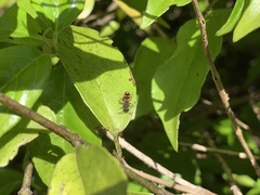 Ephutomorpha bivulnerata