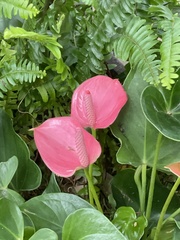 Anthurium