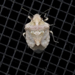 Tepa