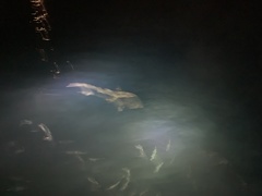 Carcharhinus galapagensis