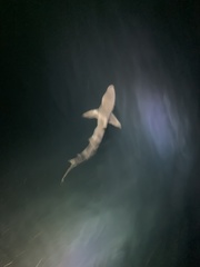 Carcharhinus galapagensis