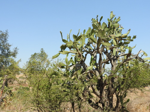 Opuntia jaliscana, photograph 6