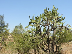 Opuntia jaliscana, photograph (c) Oscar Alejandro Morales Juárez, some rights reserved (CC BY-SA)
