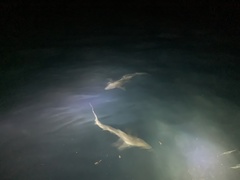 Carcharhinus galapagensis