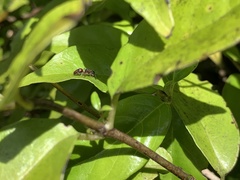 Ephutomorpha bivulnerata