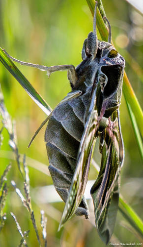 Oleander Hawkmoth