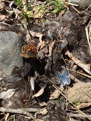 Glaucopsyche lygdamus