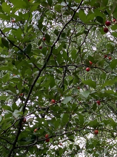 Crataegus opaca, photograph 3
