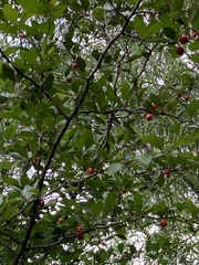 Crataegus opaca, photograph (c) Kelsey Low, some rights reserved (CC BY)