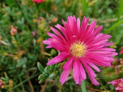 Lampranthus spectabilis