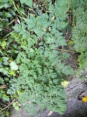 Conium maculatum