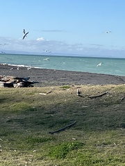 Chroicocephalus novaehollandiae scopulinus