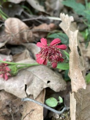 Pseudogynoxys haenkei