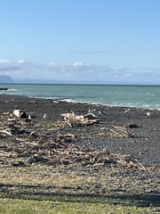 Chroicocephalus novaehollandiae scopulinus