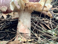 Russula lenkunya