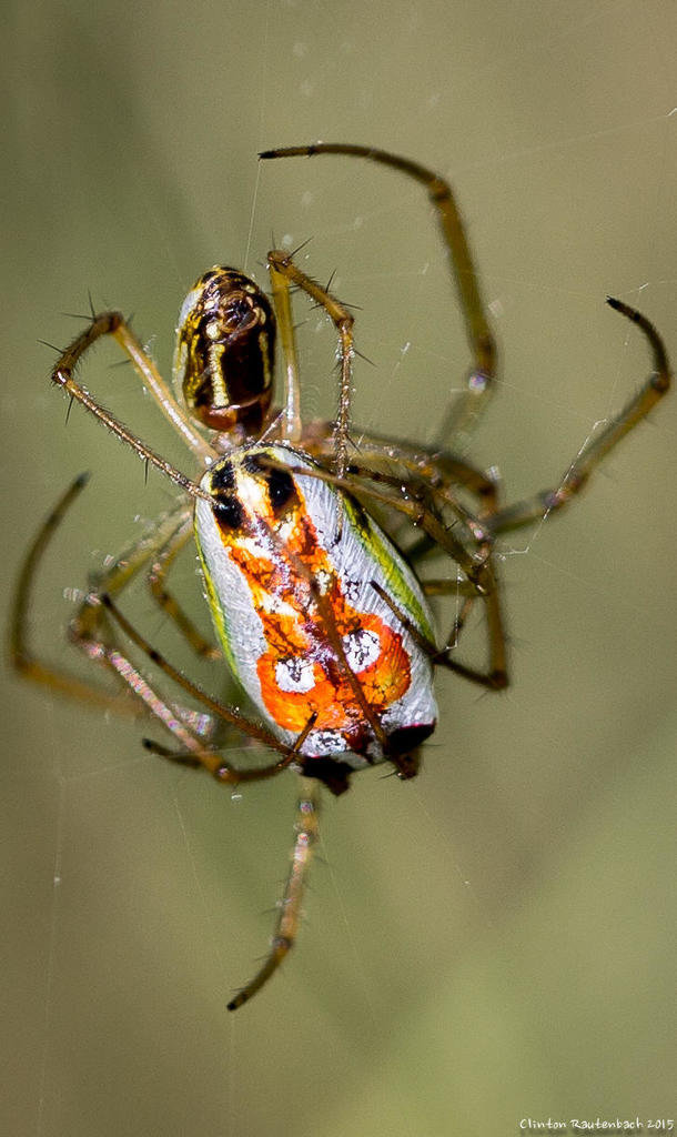 Masked Vlei Spider