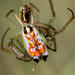 Masked Vlei Spider - Photo (c) clr1985, some rights reserved (CC BY-NC), uploaded by clr1985