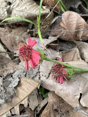 Pseudogynoxys haenkei