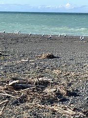 Chroicocephalus novaehollandiae scopulinus