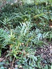 Pteris cretica