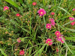 Lampranthus spectabilis