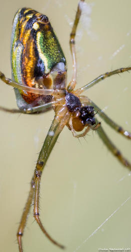 Masked Vlei Spider
