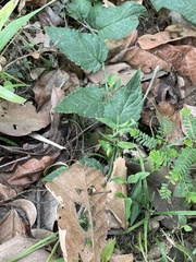 Pseudogynoxys haenkei