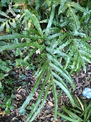 Pteris cretica