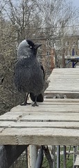 Corvus monedula