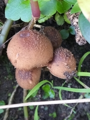 Agaricales