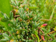Lampranthus spectabilis