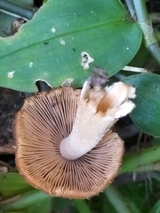 Agaricales