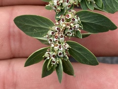 Euphorbia anthonyi