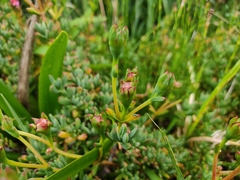 Lampranthus spectabilis