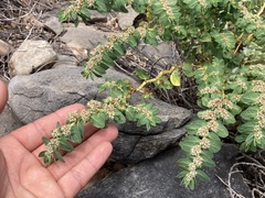 Euphorbia anthonyi