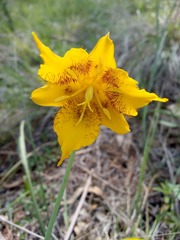 Calochortus barbatus