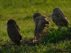 Athene cunicularia floridana