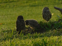Athene cunicularia floridana