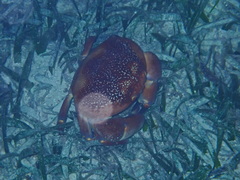 Carpilius corallinus