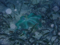 Octopus briareus