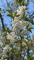 Styracaceae