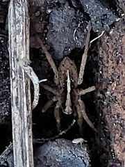 Araneae