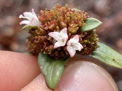 Spermacoce nesiotica