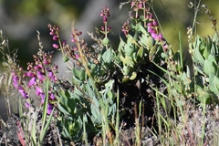 Penstemon barrettiae